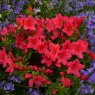 EVERGREEN AZALEA 'Nico'   2L
