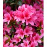 EVERGREEN AZALEA 'Sylvester'  2L