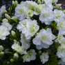 EVERGREEN AZALEA 'Snow Pearl'   2L EVERGREEN AZALEA 'Snow Pearl'   2L