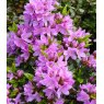 EVERGREEN AZALEA 'Tit Willow'   2L EVERGREEN AZALEA 'Tit Willow'   2L