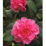 Camellia x williamsii 'Debbie'   1.5L