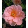 Camellia x williamsii 'Donation'   1.5L Camellia x williamsii 'Donation'   1.5L