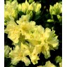 DWARF RHODODENDRON 'Patty Bee'   3L