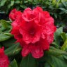 YAKUSHIMANUM RHODODENDRON 'Dopey'  3L