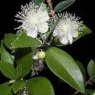 Myrtus communis  3L