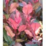 Photinia 'Little Red Robin'   2L