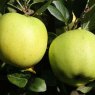 Apple (Malus) 'Greensleeves' - Bush - M26   12L Apple (Malus) 'Greensleeves' - Bush - M26   12L