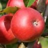 Apple (Malus) 'Scrumptious'® - Bush - M26   12L Apple (Malus) 'Scrumptious'® - Bush - M26   12L