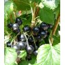 Blackcurrant (Ribes) 'Ben Connan®'   3L
