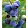 Blueberry (Vaccinium) 'Bluecrop'  3L Blueberry (Vaccinium) 'Bluecrop'  3L