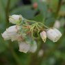 Blueberry (Vaccinium) 'Liberty®'   3L