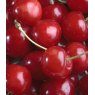 Cherry (Prunus) 'Stella' - Bush - Colt   12L