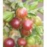 Gooseberry (Ribes) 'Captivator (Red)   3L