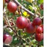 Gooseberry (Ribes) 'Hinnonmaki Red'   3L