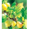 Gooseberry (Ribes) 'Hinnonmaki Yellow'   3L Gooseberry (Ribes) 'Hinnonmaki Yellow'   3L