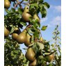 Pear (Pyrus) 'Conference' - Bush - Quince A   12L