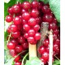 Redcurrant (Ribes) 'Rovada'   3L