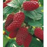 Tayberry (Rubus) 'Buckingham'   3L