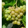 Grapevine (Vitis) 'Phoenix' (Outdoor)(O/W)   3L Grapevine (Vitis) 'Phoenix' (Outdoor)(O/W)   3L