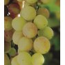 Grapevine (Vitis) 'Bacchus' (Outdoor)(O/W)   3L