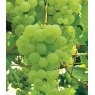 Grapevine (Vitis) 'Lakemont Seedless' (Indoor/Outdoor)(O/W/S)   3L Grapevine (Vitis) 'Lakemont Seedless' (Indoor/Outdoor)(O/W/S)   3L