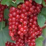 Redcurrant (Ribes) 'Junifer'   3L