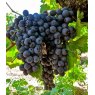 Grapevine (Vitis) 'Black Hamburgh' (Indoor)(G/B/D)   3L