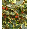 Ilex x altaclerensis 'Golden King' (F)   3L