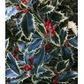 Ilex aquifolium 'Handsworth New Silver' (F)   3L