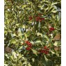 Ilex aquifolium 'Silver Milkmaid' (F)   3L