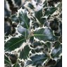 Ilex aquifolium 'Silver Queen' (F)   3L