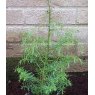 Cryptomeria japonica 'Elegans'  3L