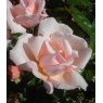 Rose 'Albertine'   4Ldp / 4.5Ldp