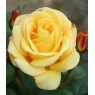 Rose 'Arthur Bell - Floribunda'   5Ldp