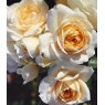 Rose 'Champagne Moment'   3Ldp / 5Ldp (ROTY06)