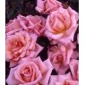 Rose 'Compassion'   5Ldp