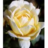 Rose 'Crème De La Crème'   5Ldp