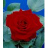 Rose 'Crimson Cascade'   4Ldp / 5Ldp