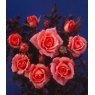 Rose 'Flower Power'   3Ldp / 5Ldp
