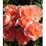 Rose 'Fragrant Delight'   5Ldp