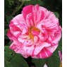 Rose 'Gallica Versicolor'   4Ldp / 4.5Ldp