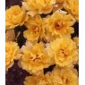 Rose 'Golden Showers'   5Ldp