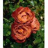 Rose 'Hot Chocolate'   5Ldp (NOV06)