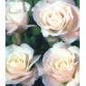 Rose 'Iceburg - Climbing'   4Ldp / 4.5Ldp