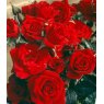 Rose 'Love Knot'   4Ldp / 5Ldp