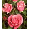 Rose 'The Queen Elizabeth'   3Ldp / 5Ldp