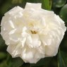Rose 'Diamond Dad'   3Ldp