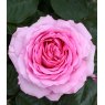 Rose 'Mum In A Million'   3Ldp