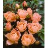 Rose 'Sweet Dream'   3Ldp / 5Ldp