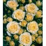 Rose 'Sweet Memories'   3Ldp / 5Ldp